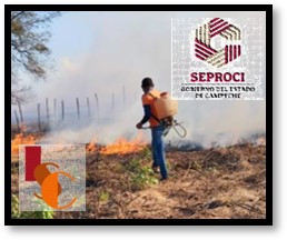 En Palizada suman más de 20 incendios forestales; urge intervención federal. 